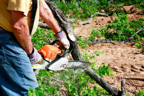 Best Tree Removal Near Me  in Dulles Town Center, VA